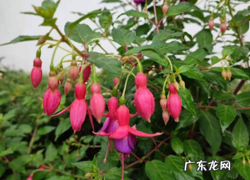 倒挂金钟耐寒多少度 倒挂金钟越冬养护