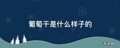 葡萄干是什么样子的 葡萄干的干是什么