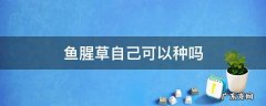 鱼腥草自己可以种吗 鱼腥草可以栽种吗