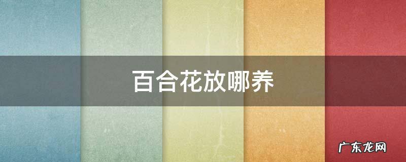 百合花放哪养 百合花适合放在哪里养