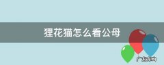 狸花猫怎么判断公母 狸花猫怎么看公母