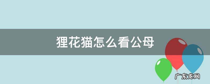 狸花猫怎么判断公母 狸花猫怎么看公母