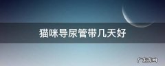 猫咪导尿管一般带几天 猫咪导尿管带几天好