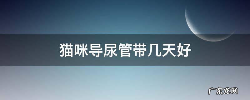 猫咪导尿管一般带几天 猫咪导尿管带几天好