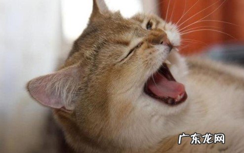 不需要 小猫打喷嚏不流鼻涕精神很好要不要吃药