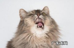 不需要 小猫打喷嚏不流鼻涕精神很好要不要吃药