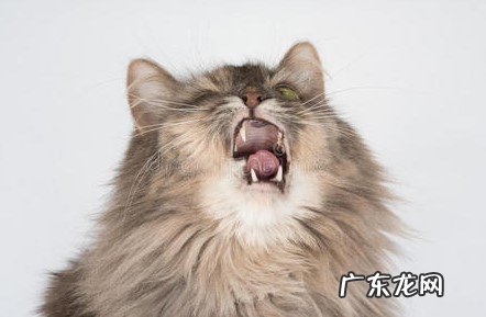 不需要 小猫打喷嚏不流鼻涕精神很好要不要吃药