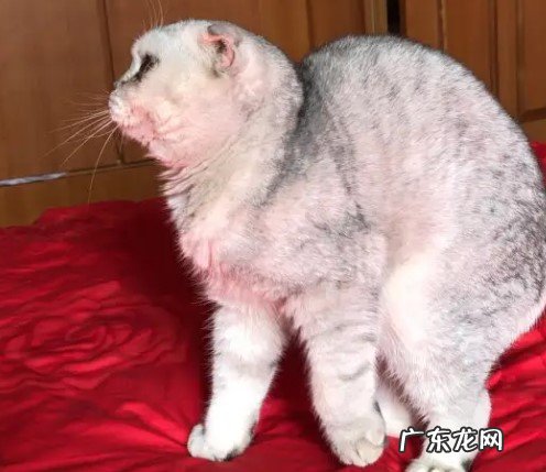 懒散症状 怎么才能看出折耳猫发病了