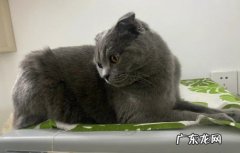 懒散症状 怎么才能看出折耳猫发病了