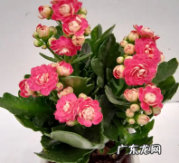 长寿花的养殖方法有五个方面