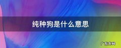 宠物纯种是什么意思 纯种狗是什么意思