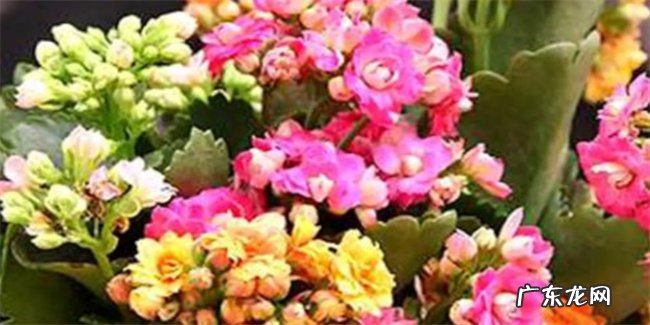 长寿花为什么不吉利为何说家里不适合长寿花