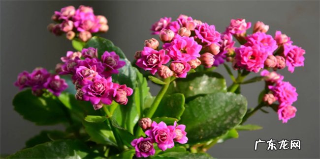 长寿花为什么不吉利为何说家里不适合长寿花