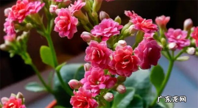 长寿花为什么不吉利为何说家里不适合长寿花