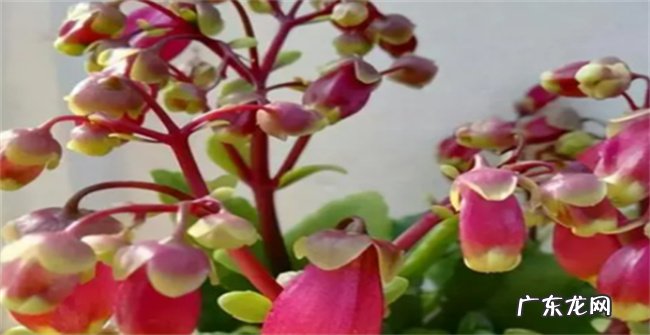 长寿花如何正确浇水 长寿花的养护常识
