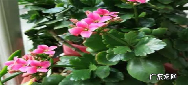 长寿花怎么样能光开花没有叶长寿花开花技巧