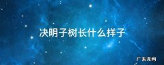 决明子树长什么样子 决明子树长什么样