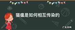 猫瘟是如何相互传染的 猫瘟的传染途径