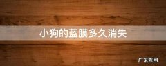 小狗的蓝膜多久消失 幼犬蓝膜多久褪