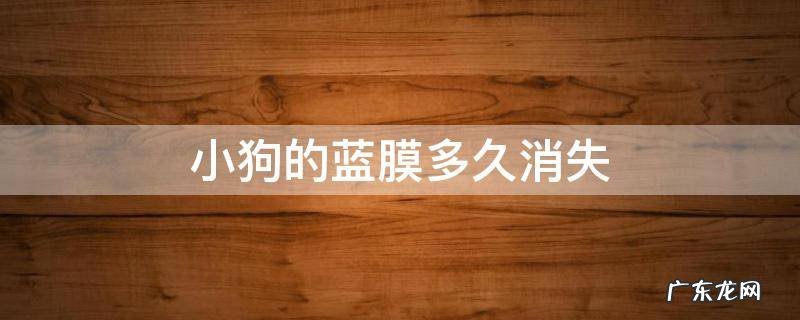 小狗的蓝膜多久消失 幼犬蓝膜多久褪