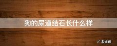 狗狗尿道有结石 狗的尿道结石长什么样