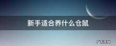 新手适合养什么仓鼠熊 新手适合养什么仓鼠