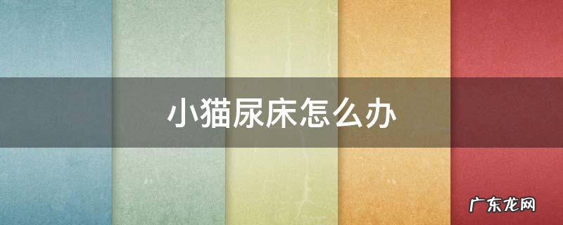 小猫尿床怎么办是红烧还是清蒸 小猫尿床怎么办