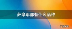萨摩耶都有什么品种 萨摩耶有几种品种