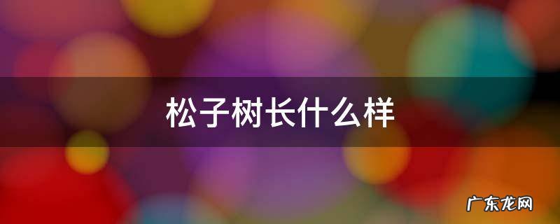 松子树长什么样 松子树长什么样子图片