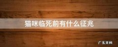 猫咪临死之前的征兆 猫咪临死前有什么征兆