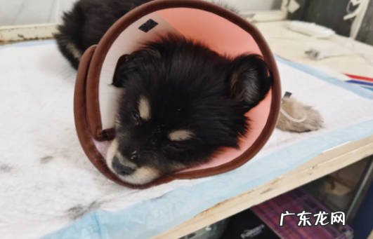抗病毒治疗 狗狗细小病毒的症状与治疗方法有哪些