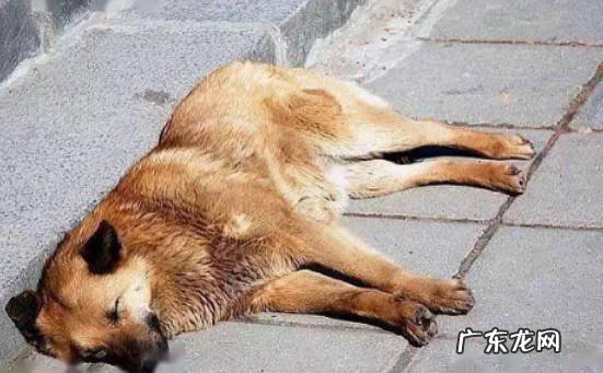 中毒、犬瘟热等 狗突然抽搐吐白沫是怎么回事