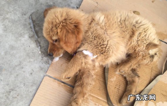 中毒、犬瘟热等 狗突然抽搐吐白沫是怎么回事