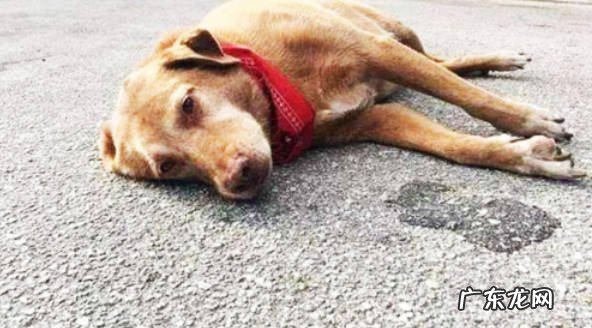 中毒、犬瘟热等 狗突然抽搐吐白沫是怎么回事