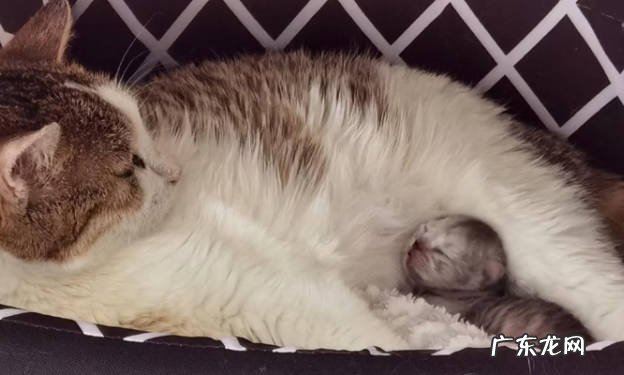 两个月左右 猫咪怀孕几个月才生宝宝