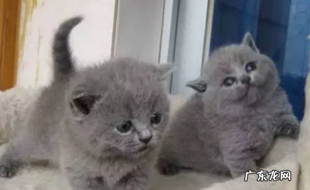 两个月左右 猫咪怀孕几个月才生宝宝