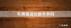 布偶猫适合新手养吗 布偶适合新手养么
