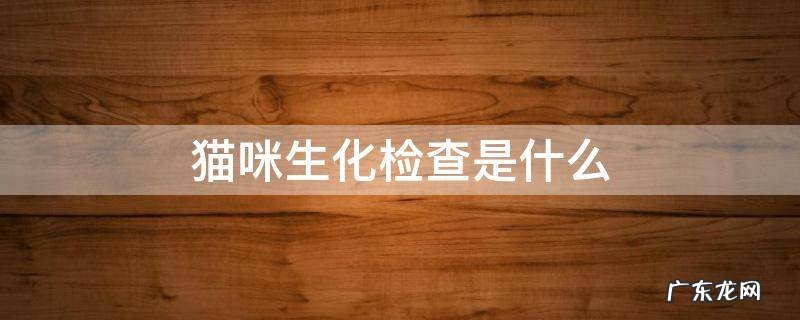 猫咪生化检查是什么 猫咪生化检查多少钱