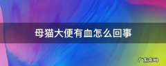 母猫便血怎么回事啊 母猫大便有血怎么回事