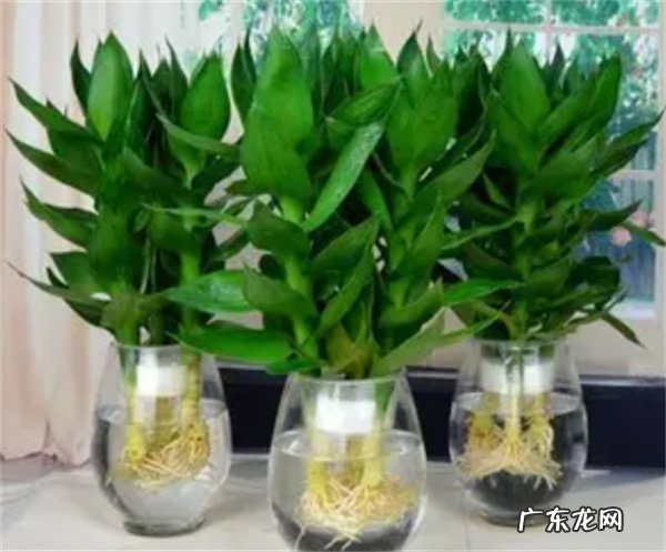 荷花竹会开花吗 养护的方法