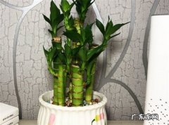 荷花竹会开花吗 养护的方法