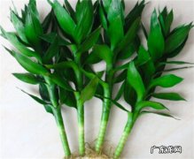 荷花竹叶子发黄怎么办