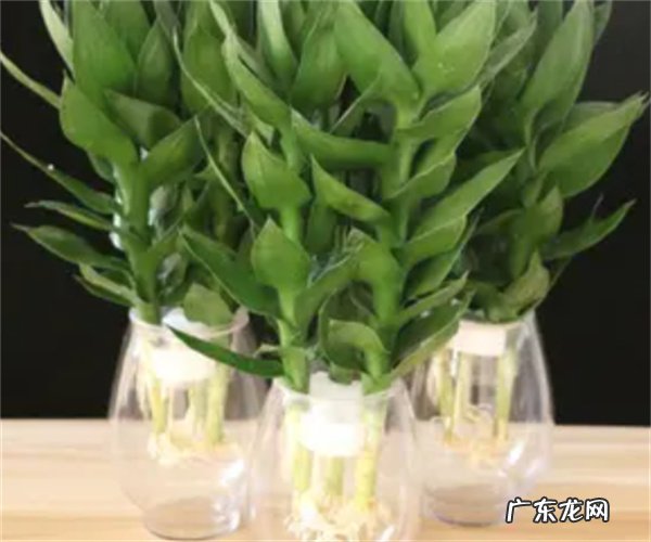 荷花竹叶子发黄怎么办