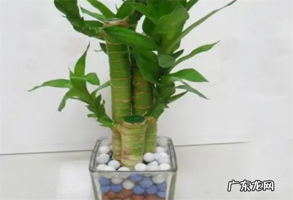 荷花竹怎么养怎么样防治病虫