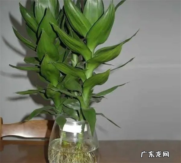 荷花竹怎么养怎么样防治病虫