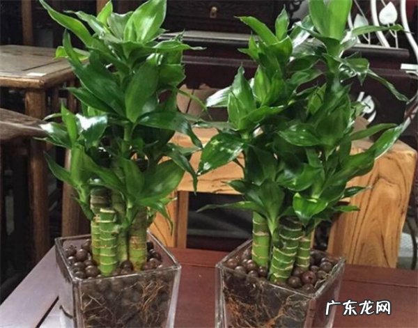 荷花竹怎么养怎么样防治病虫
