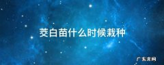 茭白苗什么时候栽种 茭白苗怎么栽