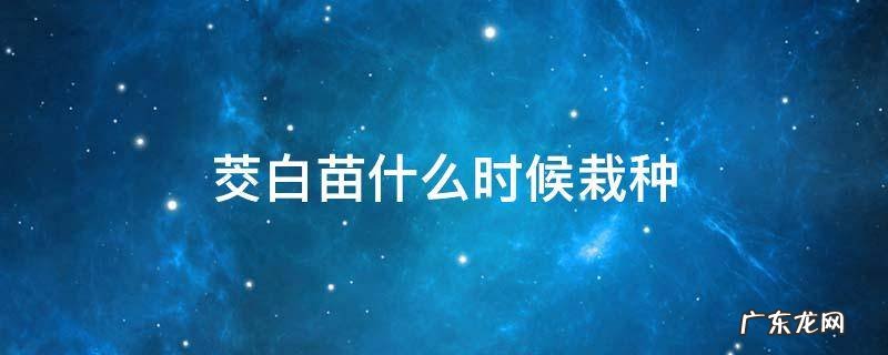 茭白苗什么时候栽种 茭白苗怎么栽