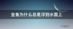 金鱼有的时候浮在水面上是什么原因 金鱼为什么总是浮到水面上