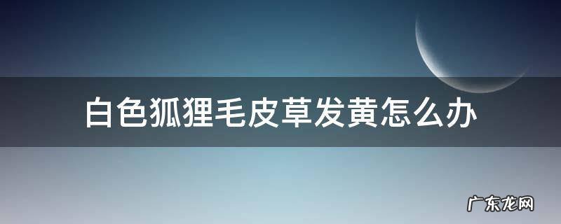 白色狐狸毛皮草发黄怎么办